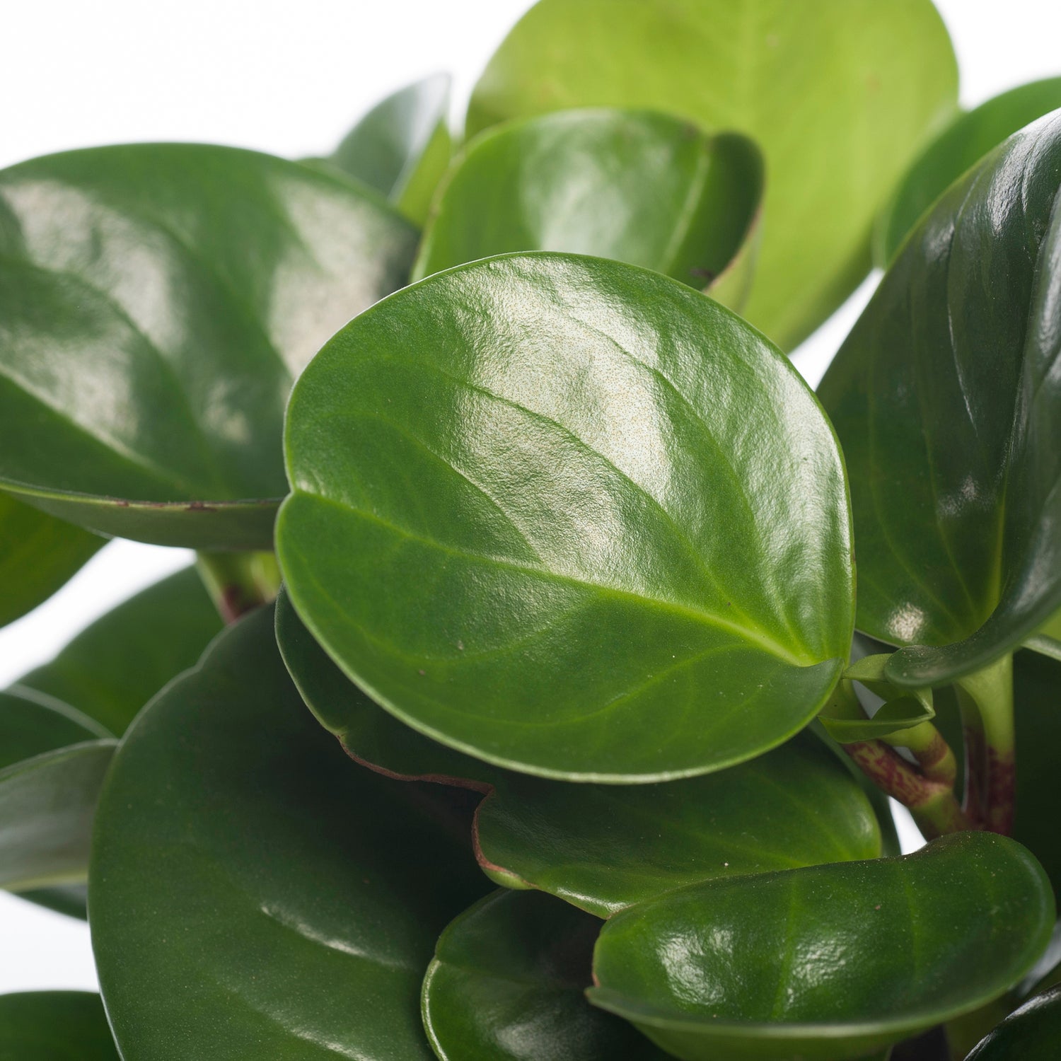 Peperomia (Peperomia obtusifolia 'Green Gold') D 12 H 20 cm