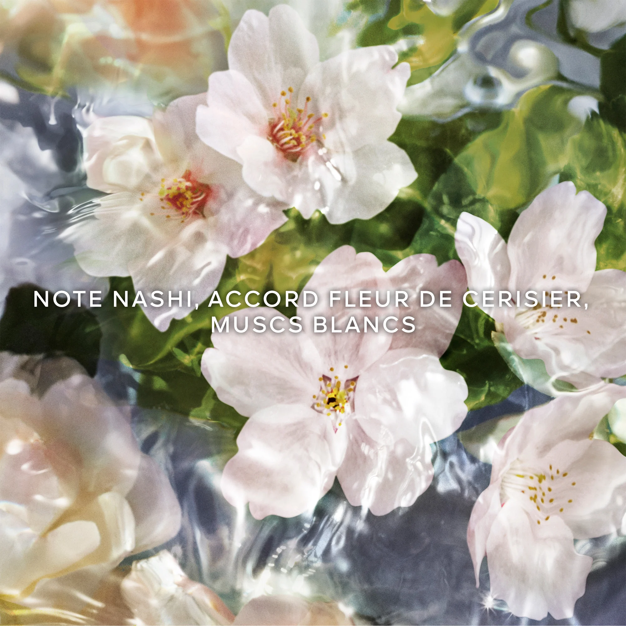 Aqua Allegoria Flora Cherrysia - Eau de Toilette |