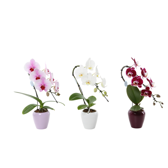 Orchidée Phalaenopsis Cygne - coupe céramique D9 cm