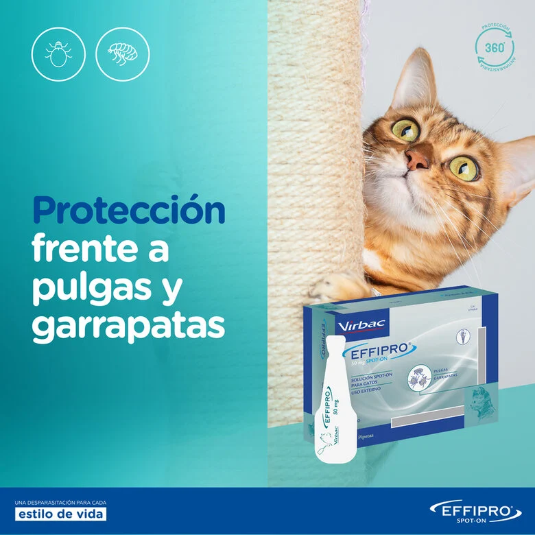 Pipetas antiparasitárias Effipro para gatos