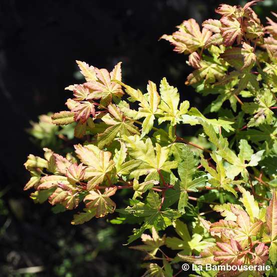 Acer Palmatum Katsura : C7L h.60/80cm