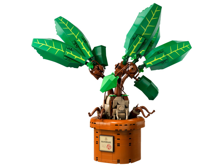 Mandragora - 76433