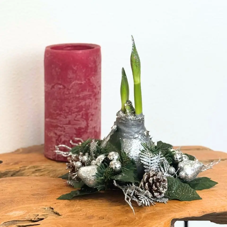 Amaryllis - Hippeastrum 'Kerstkransmix'