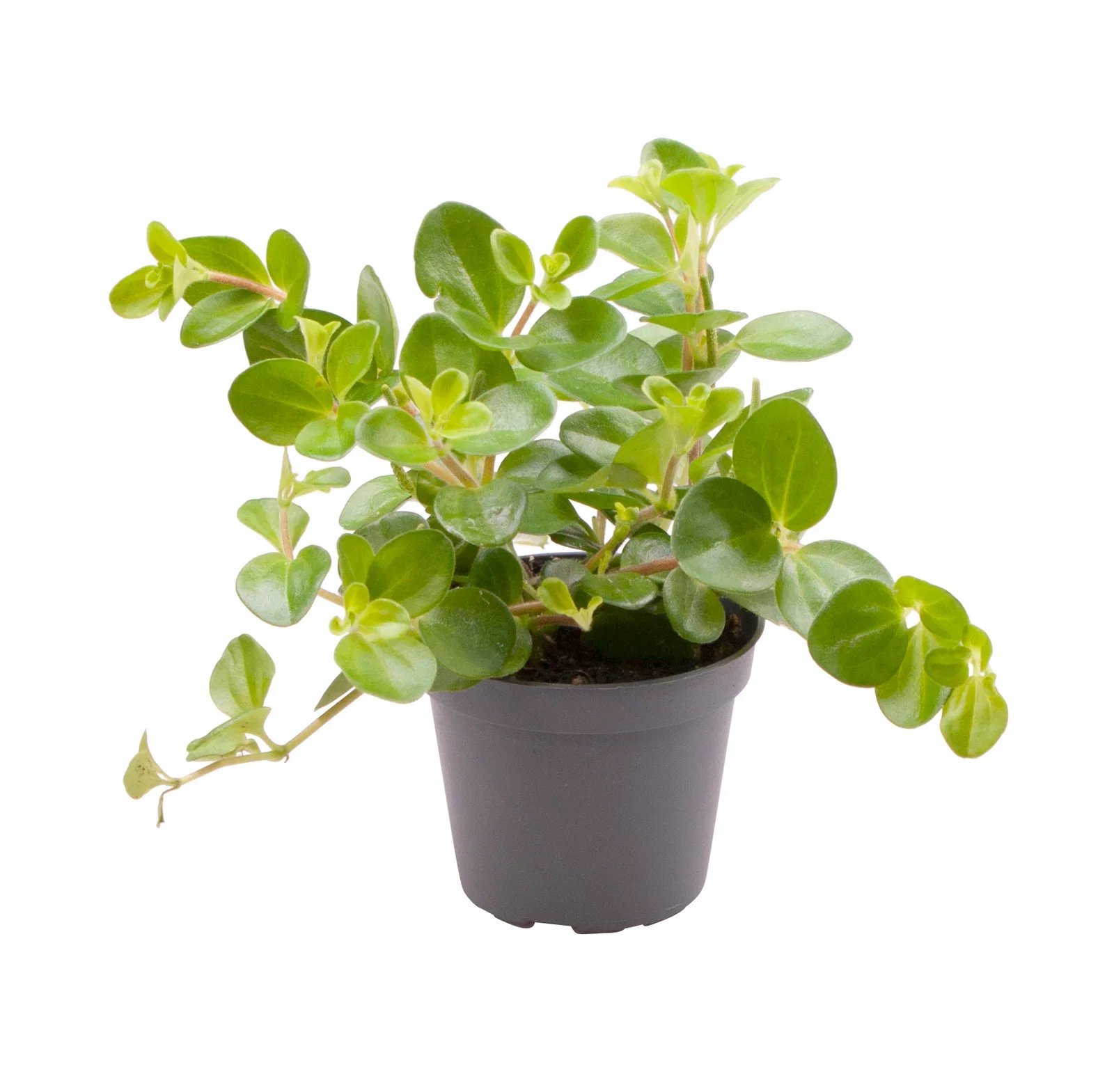 Peperomia Peperomia mini mix Høyde 10 cm