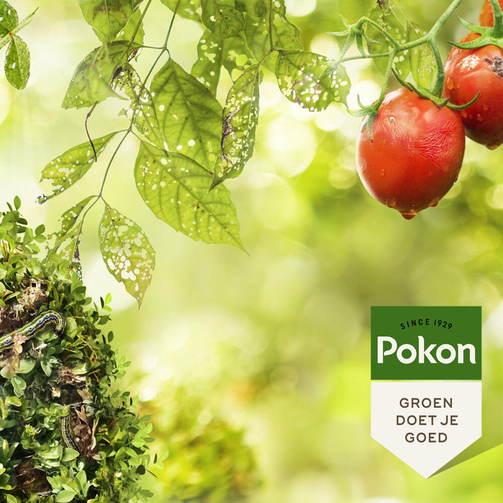 Pokon Biologische Kuur Voor Weerbare en Gezonde Planten Concentraat500 ml