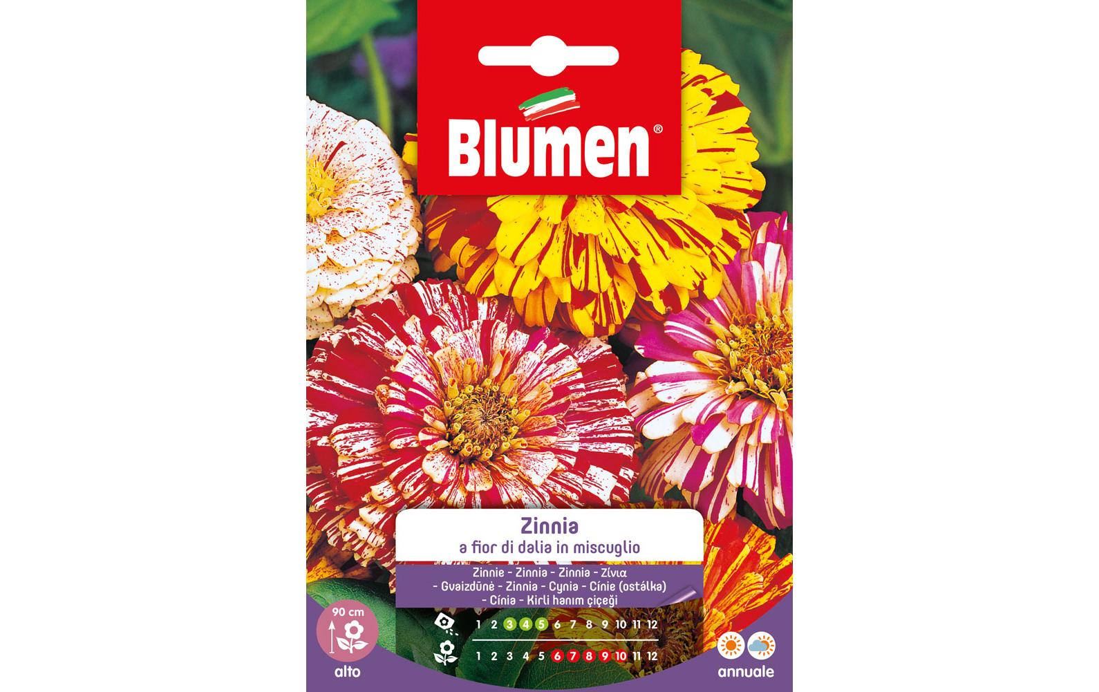 Saatgut Zinnie Dahlienblütig MixBlumensamen