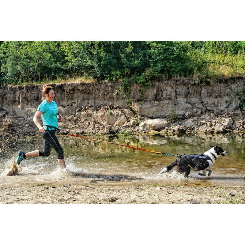 Bungee Leash - Laisse canicross