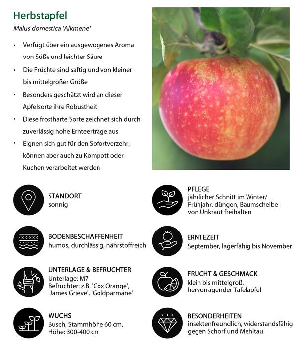 Apfel-Duo 'Alkmene/Goldparmäne'