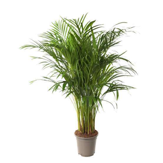 Aréca : H.100 cm - Pot Ø 17cm