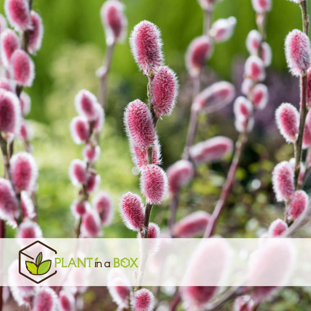 Salix mount aso gracilistyla - jardin - buisson - ⌀17 cm - hauteur : 40-50 cm