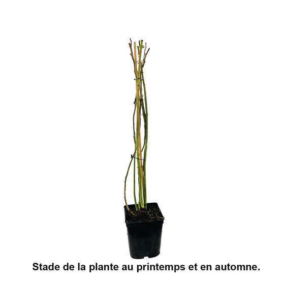 Rosier grimpant 'Rouge Truffaut®' (Evegrou) : pot de 5 litres
