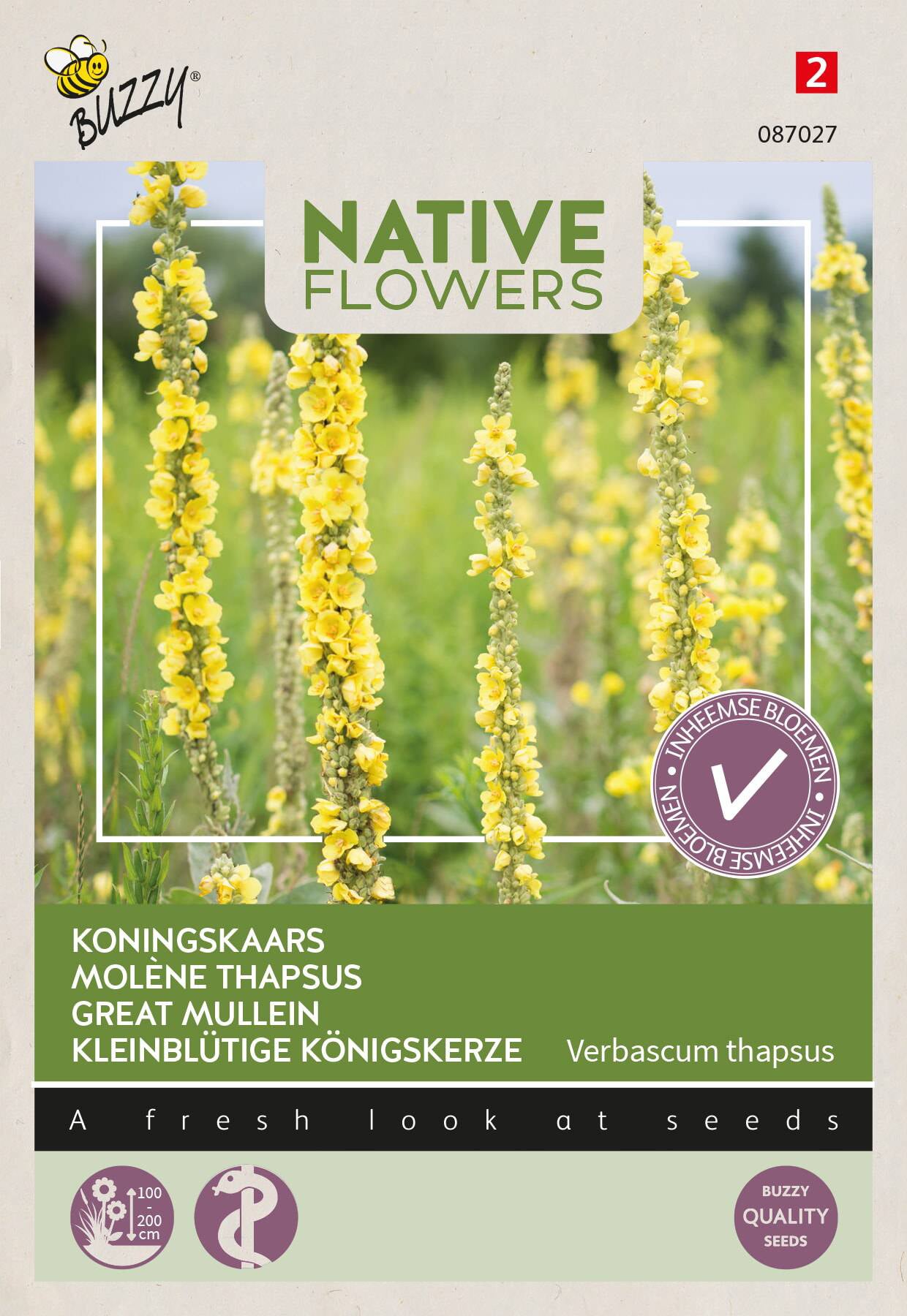 Buzzy bloemenzaad koningskaars (Verbascum thapsus)
