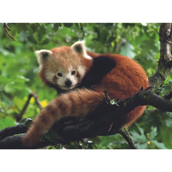 Puzzle 500 pièces adorable panda roux