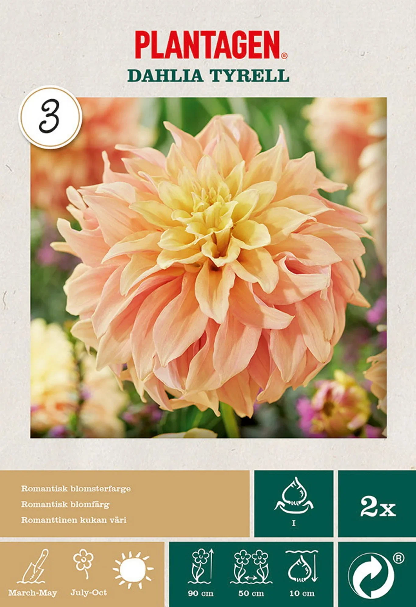 Plantagen Georgine 'Tyrell' 2 pk