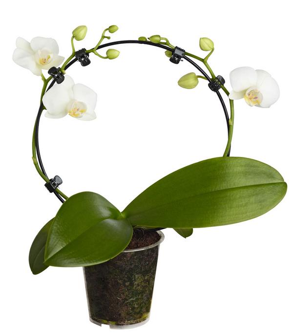 Midi Schmetterlingsorchidee - Phalaenopsis