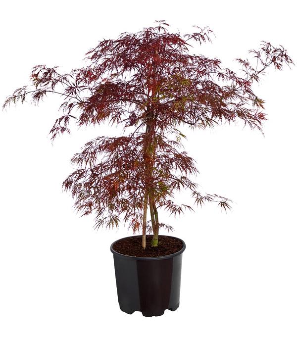 Dunkelroter Schlitz-Ahorn 'Dissectum Garnet'