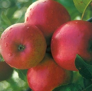 Biologische Handappel (Malus domestica 'Ecolette') D 26 H 150 cm