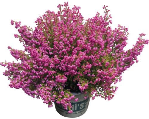 Heide Heidi's® Erica gracilis Ø 12 cm pot willekeurige variëteitselectie