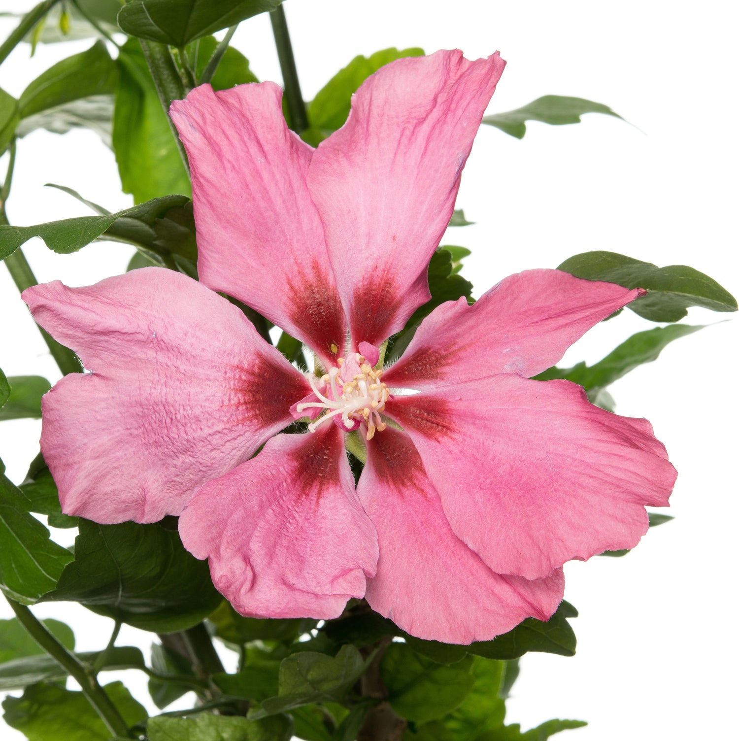 Chinese Roos (Hibiscus syriacus 'Woodbridge') D 17 H 40 cm