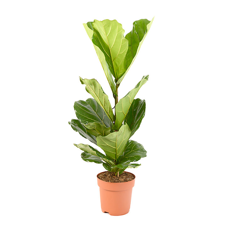 Ficus lyrata 21cm
