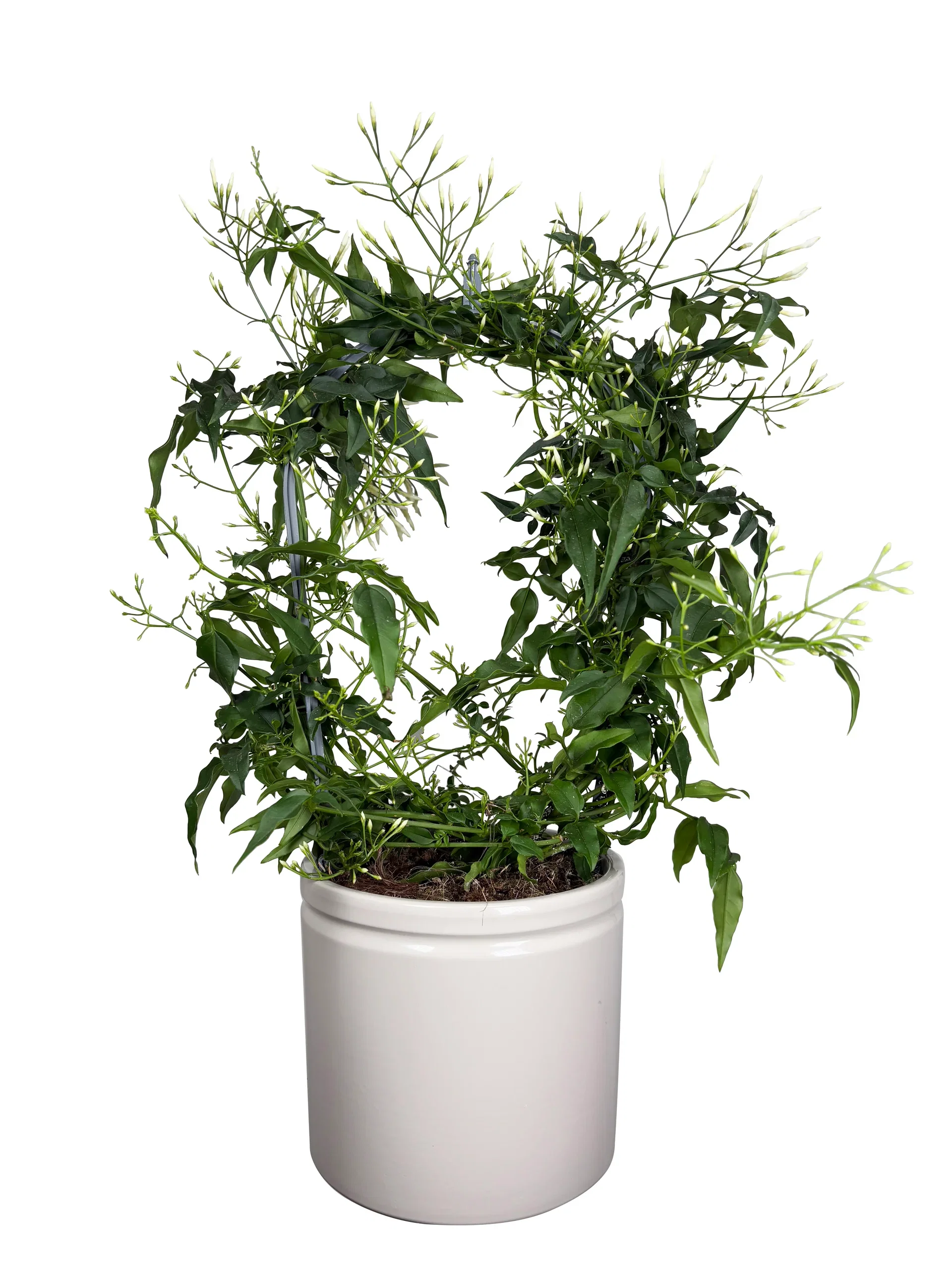 Jasminum bow 12 cm Sjasmin Høyde 40 cm