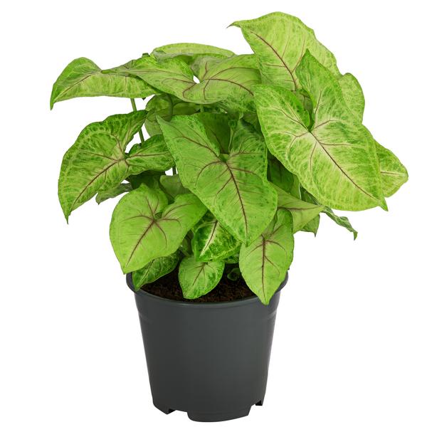 Purpurtute - Syngonium 'Golden Feel Green'