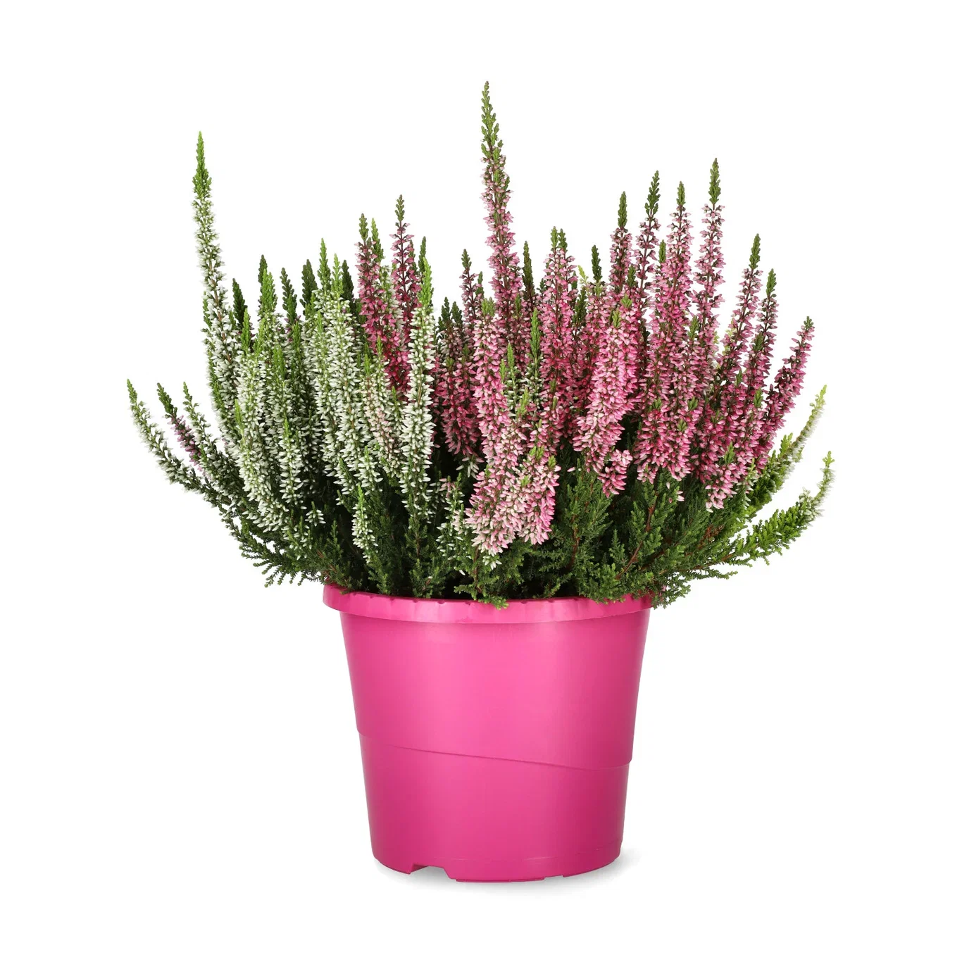 Calluna vulgaris (Beauty Ladies Series) 'High Five' Røsslyng BEAUTY LADIES 'High Five Ø17 cm