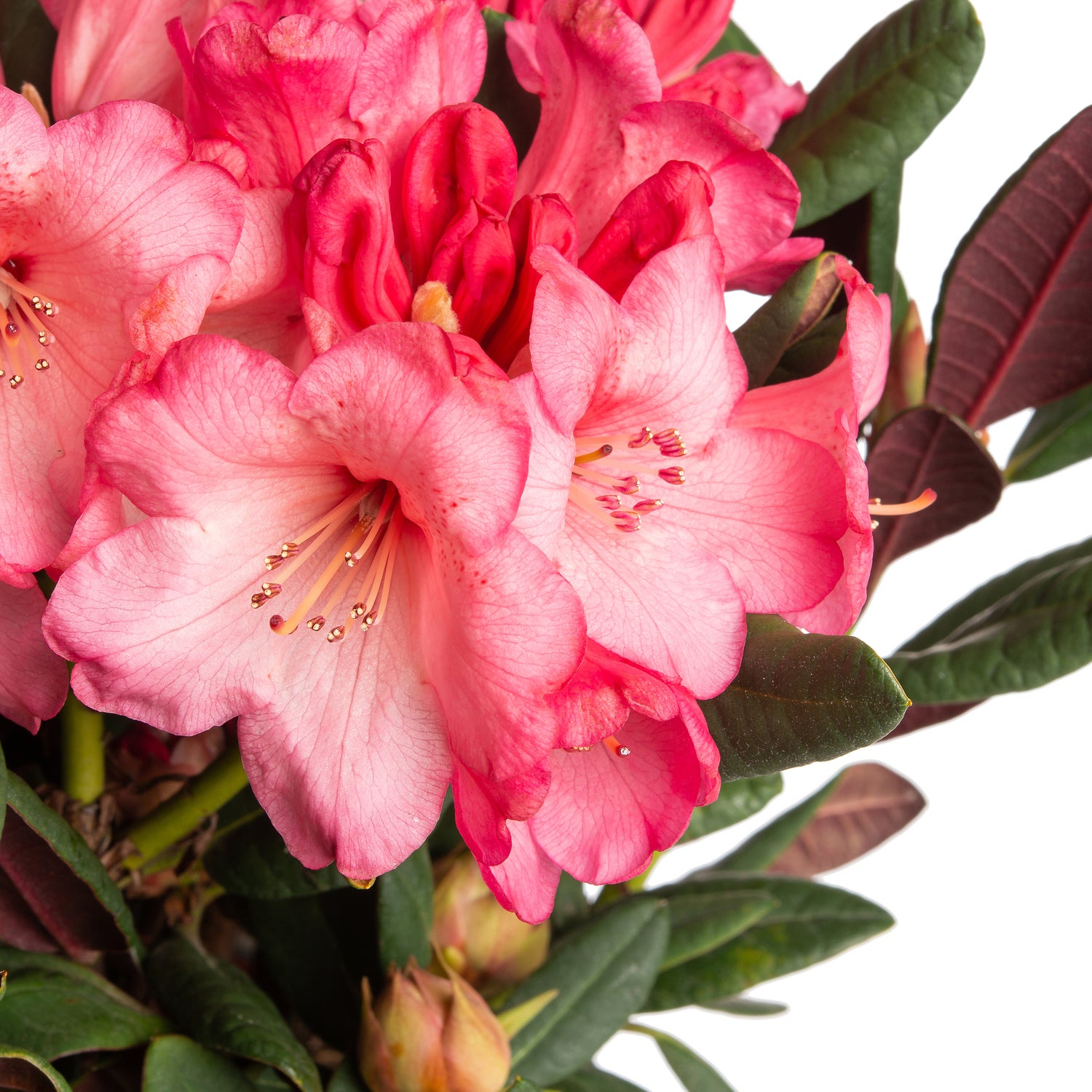 Rhododendron (Rhododendron 'Wine & Roses') D 19 H 30 cm