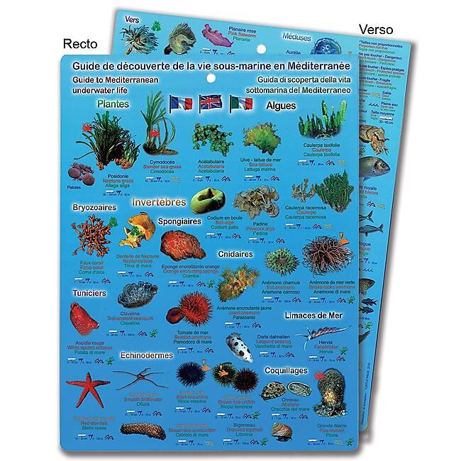 GAP - PLAQUETTE LA VIE SOUS MARINE EN MEDITERRANEE