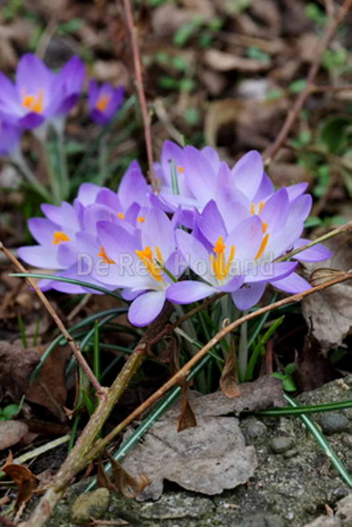 Crocus x hybridus 'Advance' Krokus 'Advance'