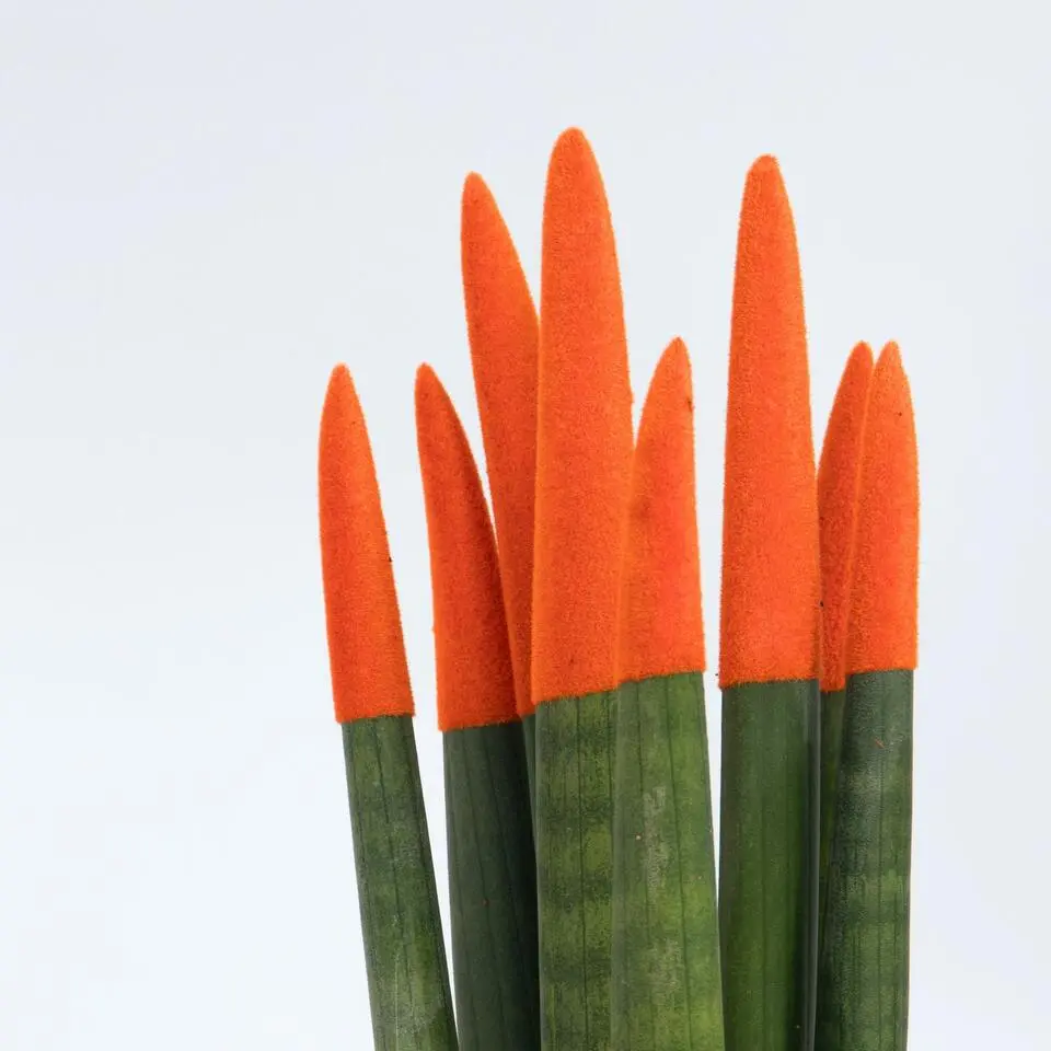 Afrikaanse Speerplant - Sansevieria cylindrica - Hoogte 20-40cm - Pot 9cm