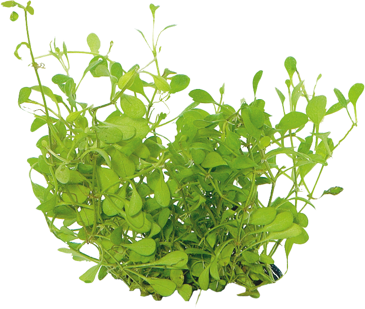 Waterplant Glossostigma Elatinoides in-vitro | Moerasplant