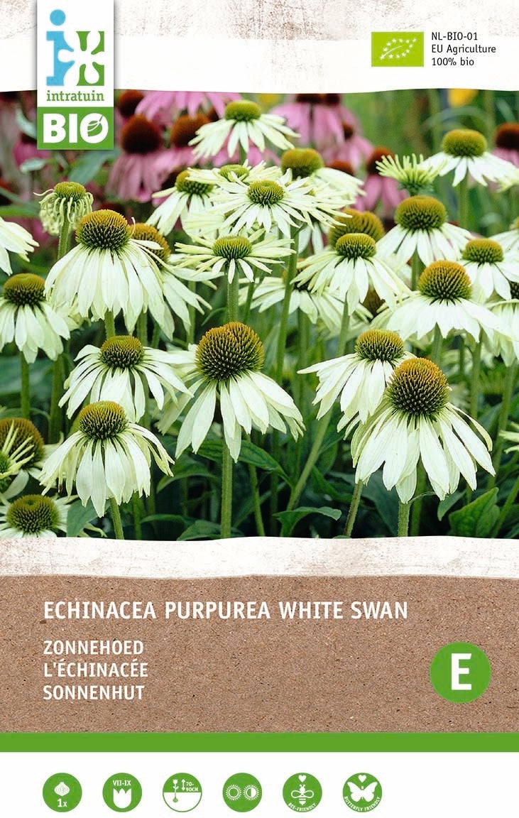 Intratuin biologische vaste plant Zonnehoed (Echinacea 'White Swan')