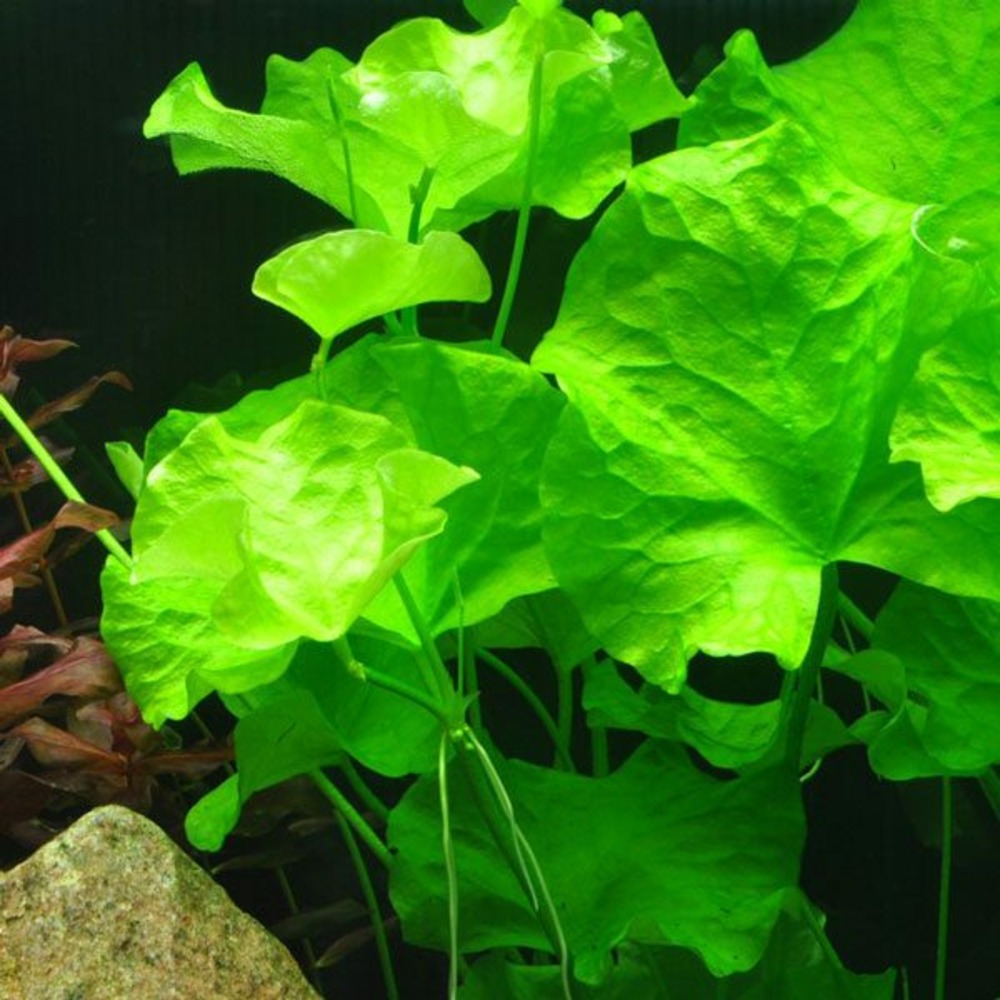 Nymphoides hydrophylla taiwan in vitro