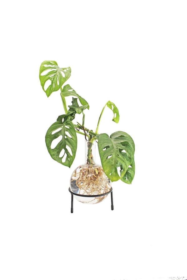 Winkee Hydro Vase Flora