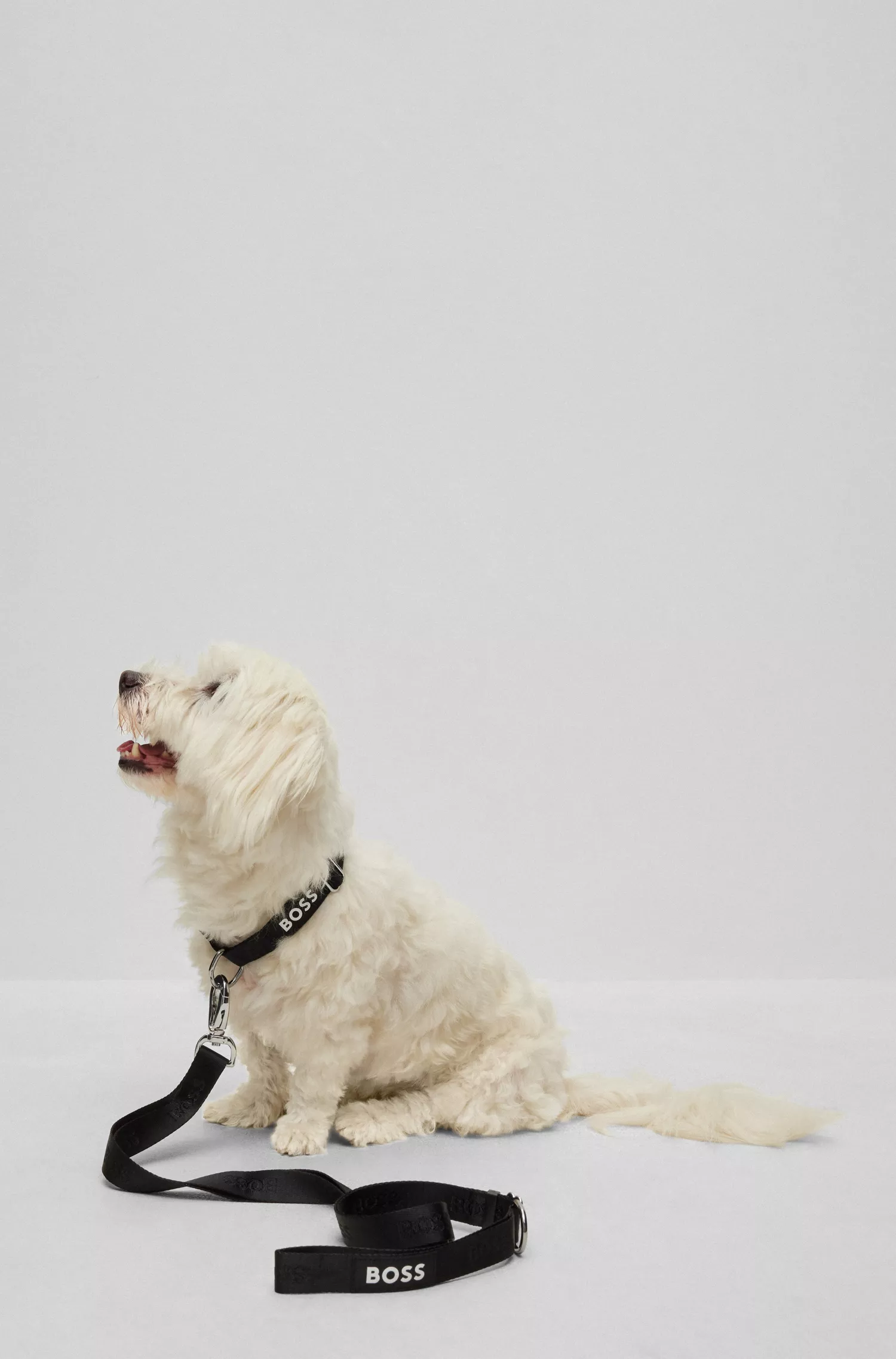 Guia BOSS Black-Dog com detalhes em jacquard do logotipo.
