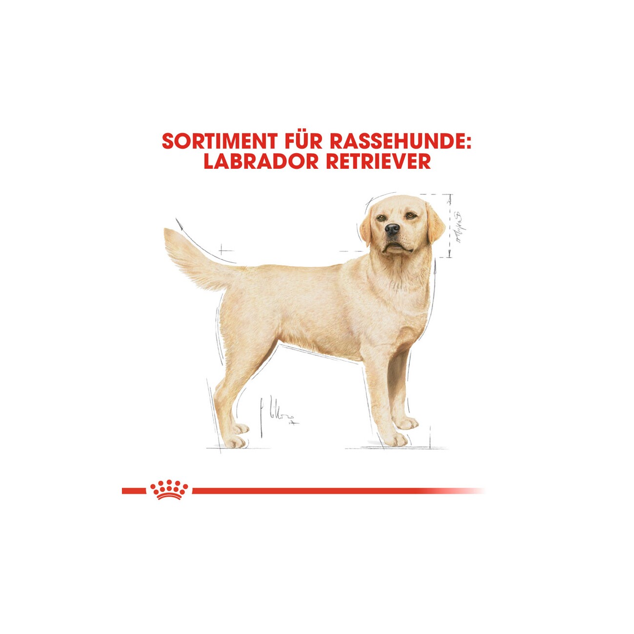 ROYAL CANIN Labrador Retriever Adult 12 kg