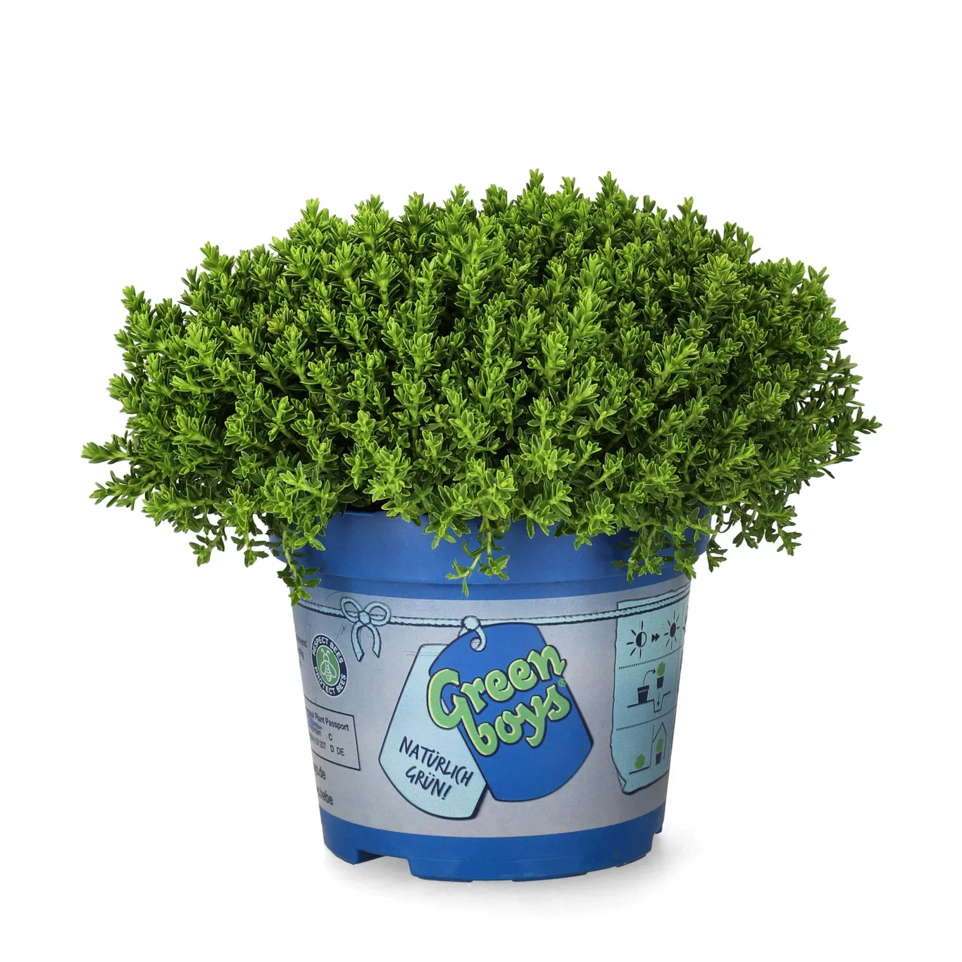 Hebe 'Green Boy´s' 12 cm Hebe 'Green Boys' Ø12 cm