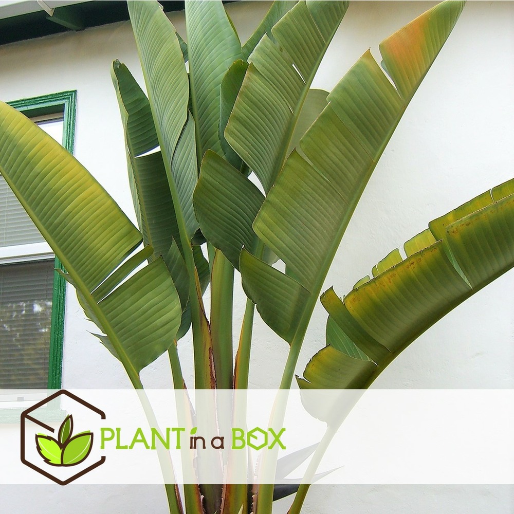 Xxl strelitzia nicolai - plante oiseau de paradis - pot 28cm - hauteur 150-170cm