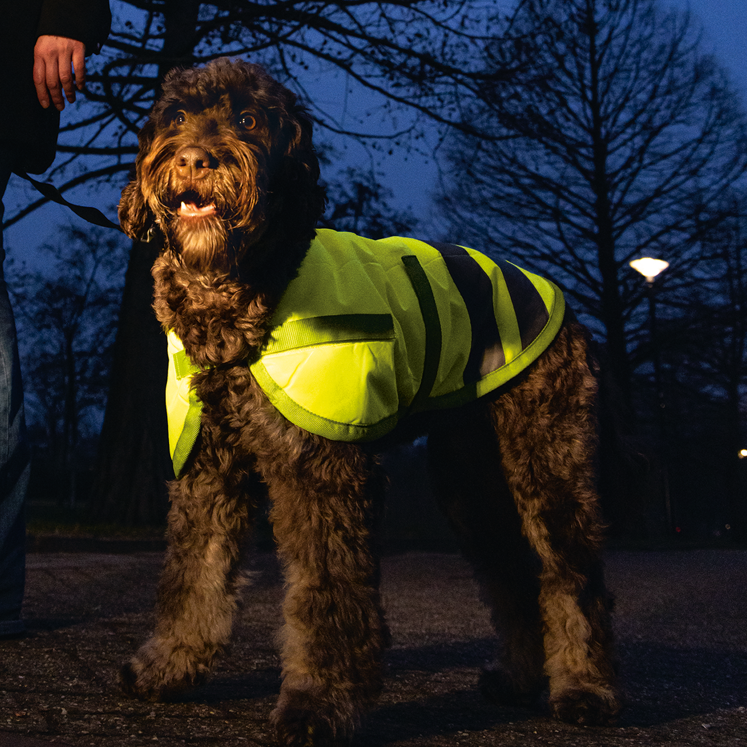 Beeztees Teddie Hondenjas Reflectie