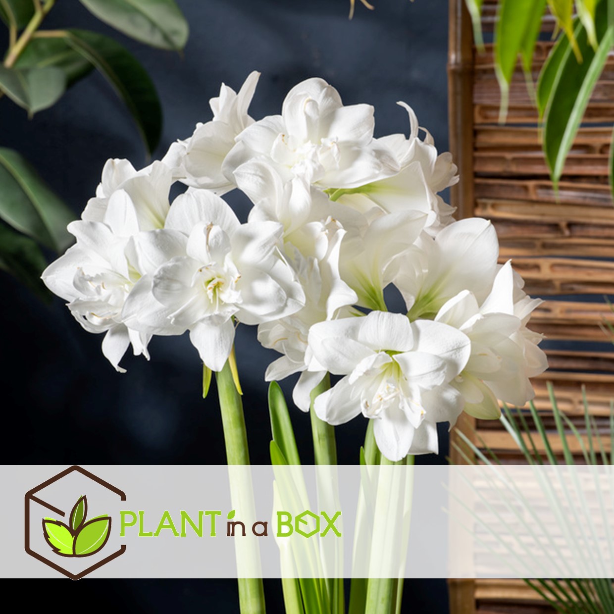 Hippeastrum - set de 2 - bulbes de lys blancs amarilis - plante d'intérieur