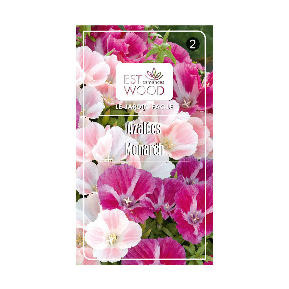 Semence azalee ruzova rose