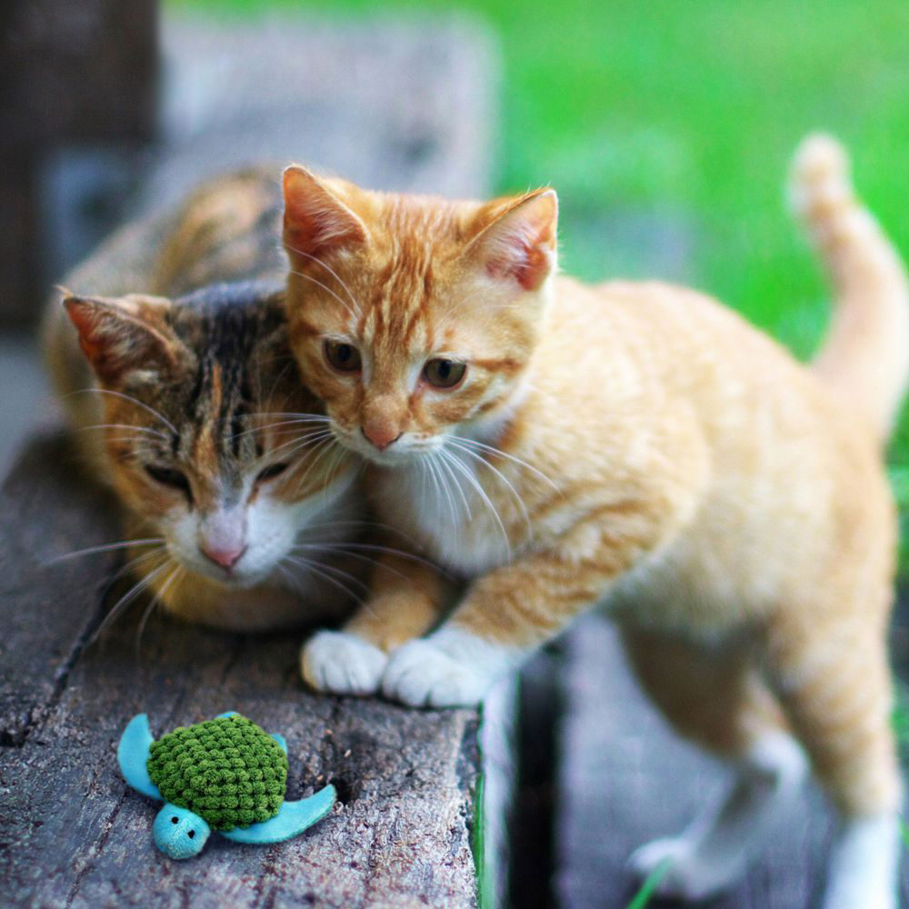 KONG Refillables Turtle Catnip Toy