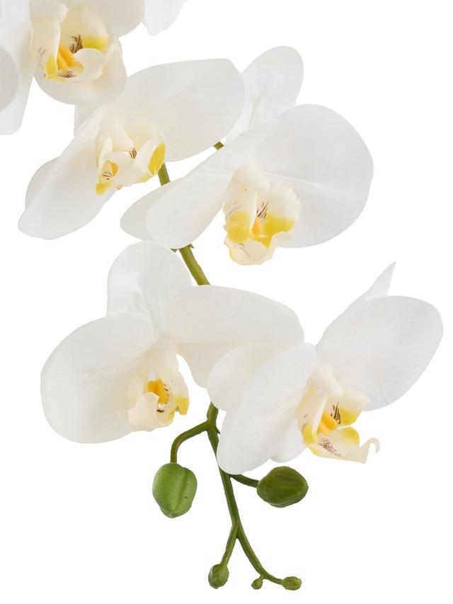 Orchideen im Topf hängend, 25 cm
