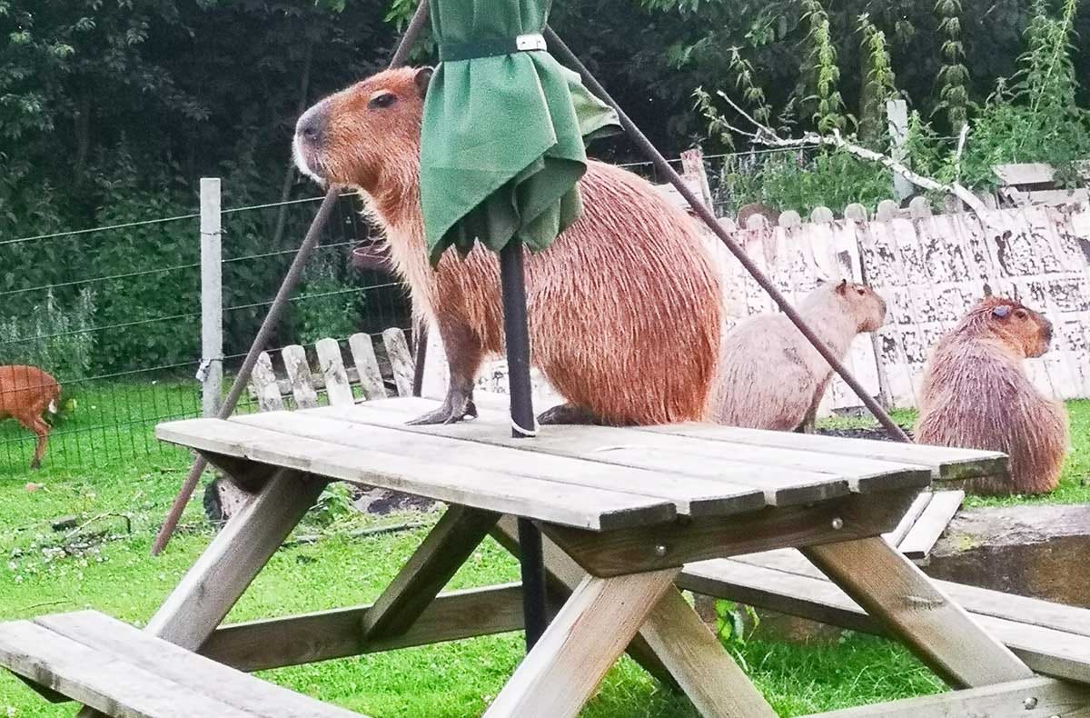 Capybara streicheln Wulften für 2