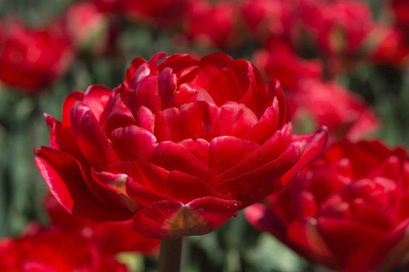Tulipa gesneriana (Late double flowering Group) 'Pamplona' Tulipan 'Pamplona'