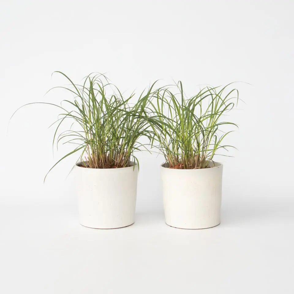 Prachtriet - Set van 2 - Miscanthus 'Red Chief' - Hoogte 40-60cm - ⌀23cm