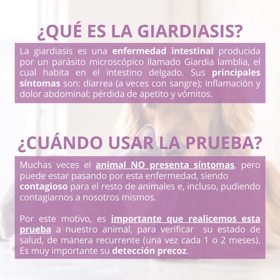Teste rápido de giárdia Lab4pets para cães e gatos.