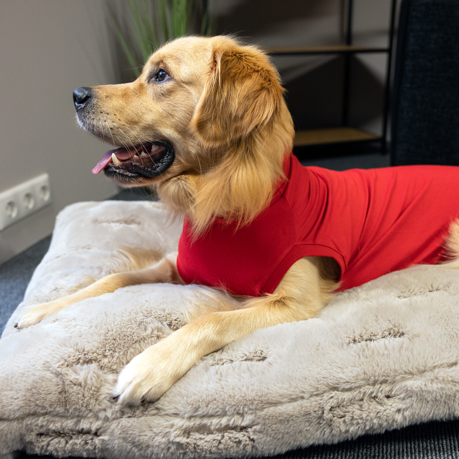 Dr. Ann's Protective Shirt Hond