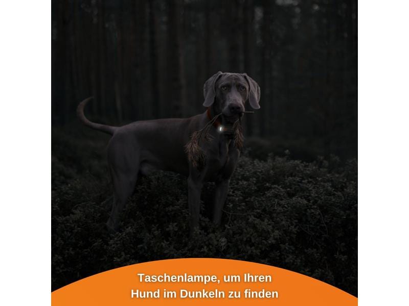 Weenect GPS-Tracker XS für Hunde, Schwarz Der kleinste GPS-Tracker für Hunde mit integrierter Taschenlampe